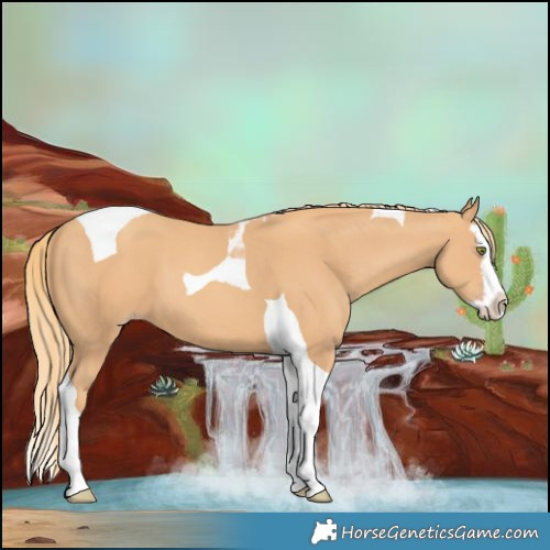 Horse Color:Gold Champagne Splash Tobiano 