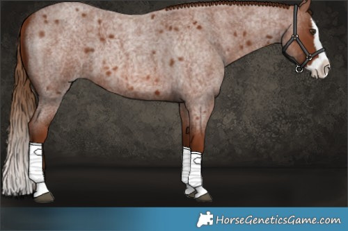 Horse Color:Red Roan Splash 