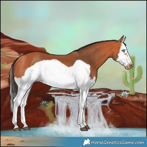 Horse Color:Bay Splash Frame 