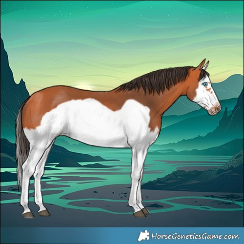 Horse Color:Bay Splash Frame 