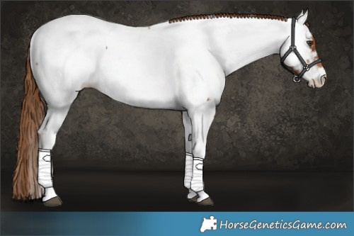 Horse Color:Chestnut Tobiano Appaloosa 