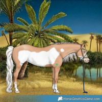 Horse Color:Silver Amber Champagne Frame
