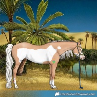 Horse Color:Silver Amber Champagne Frame