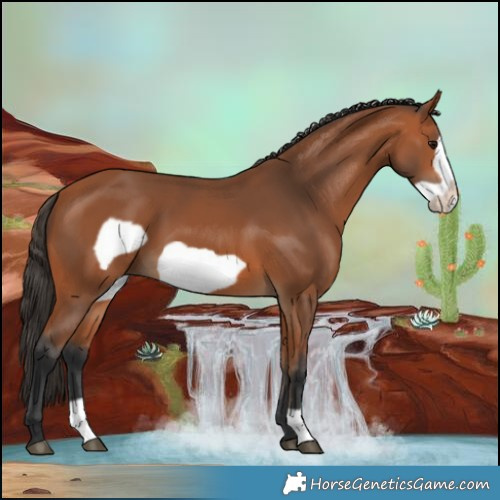 Horse Color:Bay Frame 