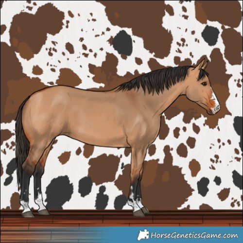 Horse Color:Bay Dun