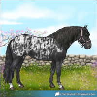 Horse Color:Black  and Black Appaloosa 