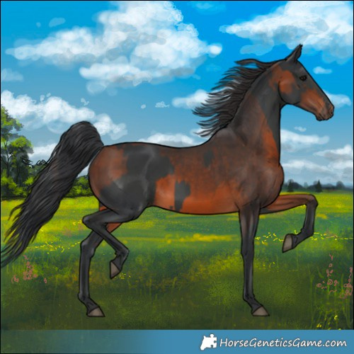 Horse Color:Black  and Brown 