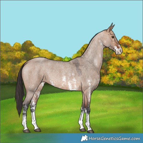 Horse Color:Bay Roan Dun Sabino 