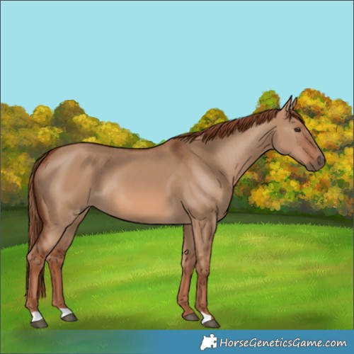 Horse Color:Red Dun
