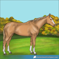 Horse Color:Chestnut 