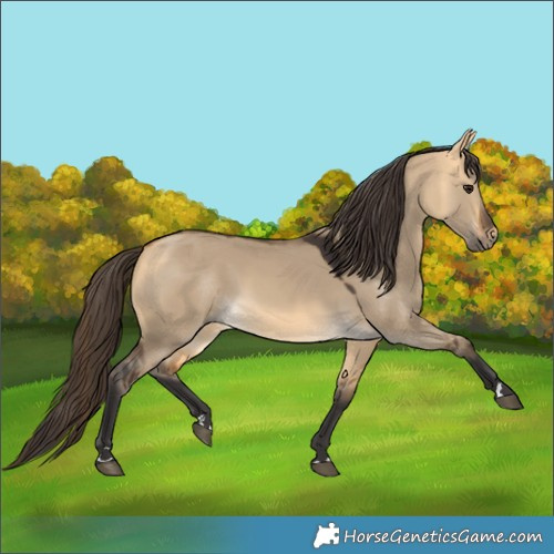 Horse Color:Buckskin Dun