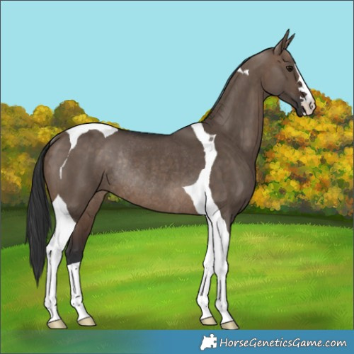 Horse Color:Brown Dun Tobiano Rabicano