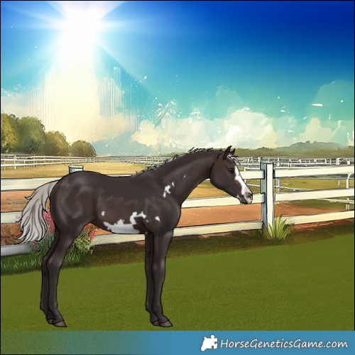 Horse Color:Silver Brown Frame 