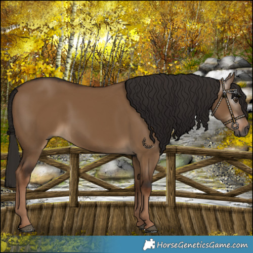 Horse Color:Gray White Spotted Liver Red Dun 