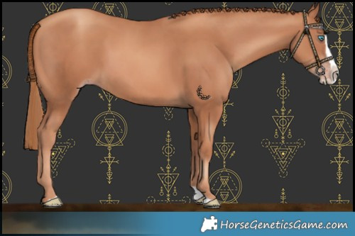 Horse Color:Gold Champagne Splash 