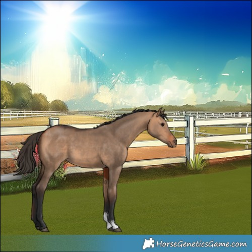 Horse Color:Unknown 