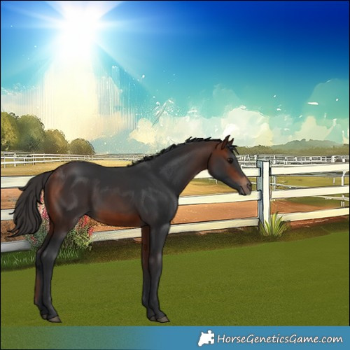 Horse Color:Unknown 