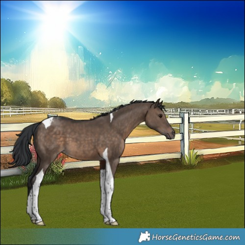 Horse Color:Brown Dun Tobiano 