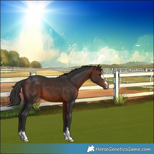 Horse Color:Bay 