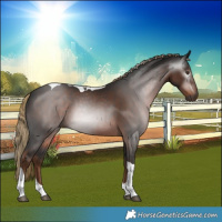 Horse Color:Gray Liver Chestnut Tobiano 