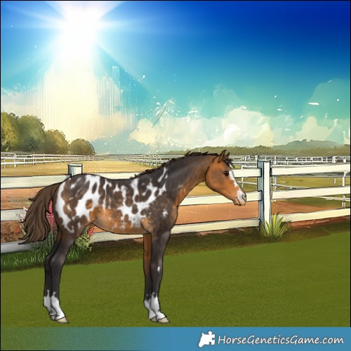 Horse Color:Buckskin Appaloosa 