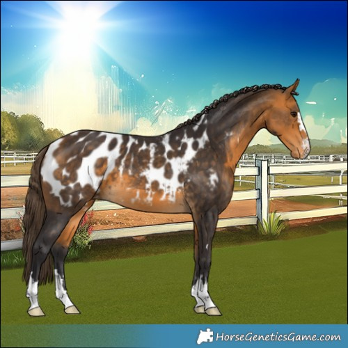 Horse Color:Buckskin Blanket