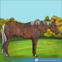 Horse Color:Black and Silver Black