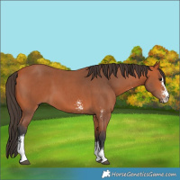 Horse Color:Bay Sabino 