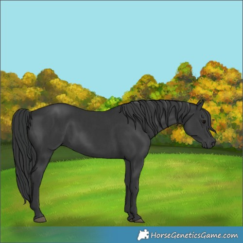 Horse Color:Black  and Black 