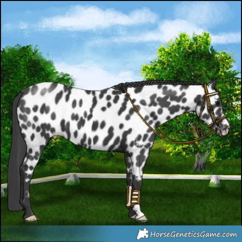 Horse Color:Black Near Leopard 