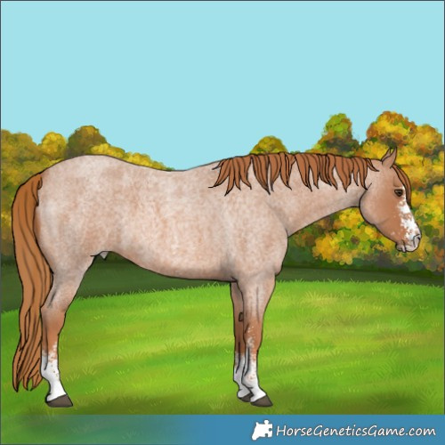 Horse Color:Red Roan Sabino