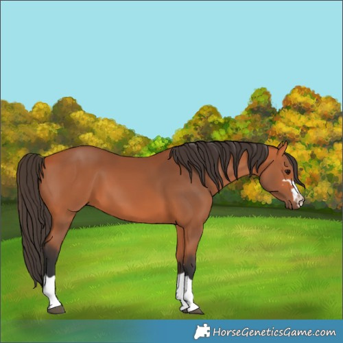 Horse Color:Bay 