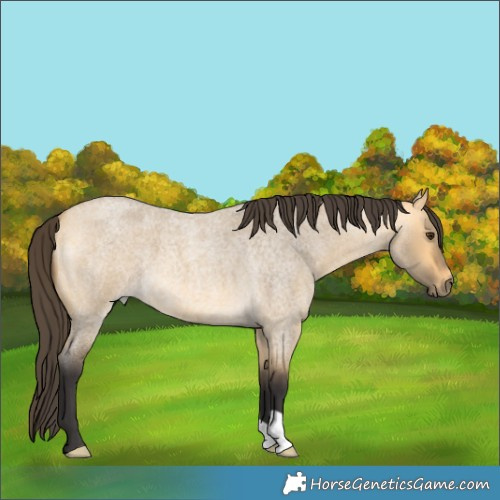 Horse Color:Buckskin Roan Dun 