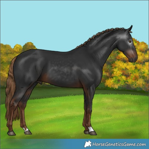 Horse Color:Gray Liver Chestnut 