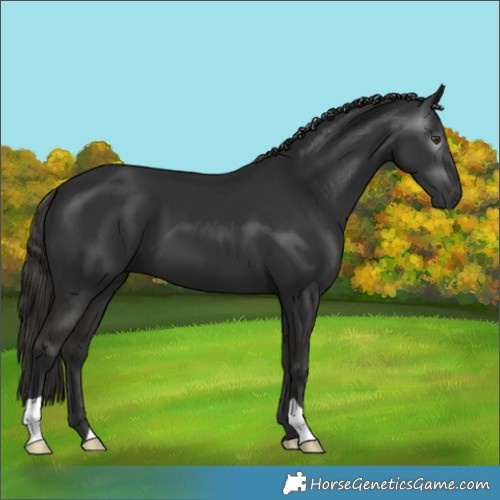 Horse Color:Gray Liver Chestnut 