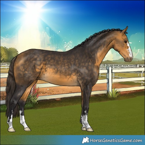 Horse Color:Buckskin 