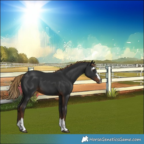 Horse Color:Gray Liver Chestnut 