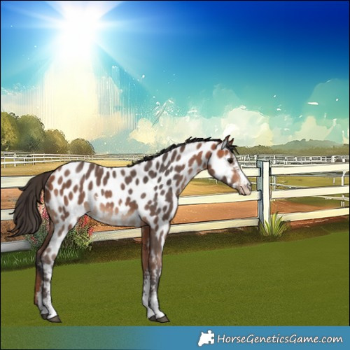 Horse Color:Bay Sabino Appaloosa Rabicano 