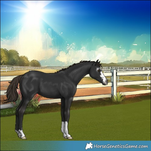 Horse Color:Gray Liver Chestnut 