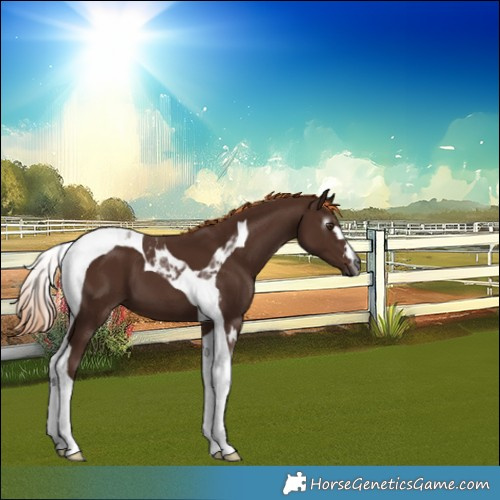 Horse Color:Gray Chestnut Tobiano 