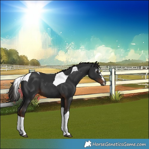 Horse Color:Gray Liver Chestnut Tobiano 