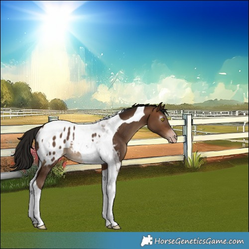 Horse Color:Gray Amber Champagne Tobiano Appaloosa Rabicano 