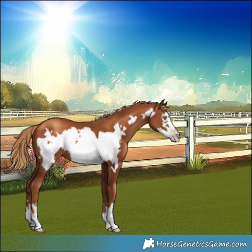 Horse Color:Gray Gold Champagne Frame 