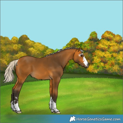 Horse Color:Gray Silver Buckskin 