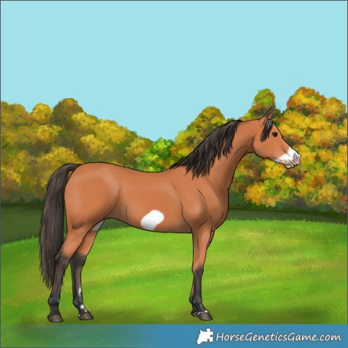Horse Color:Bay Frame 