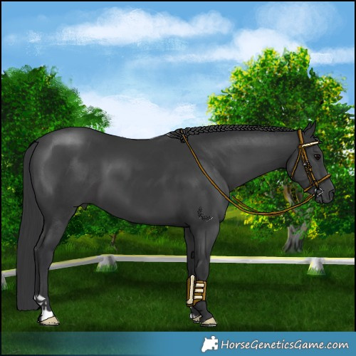 Horse Color:Black 