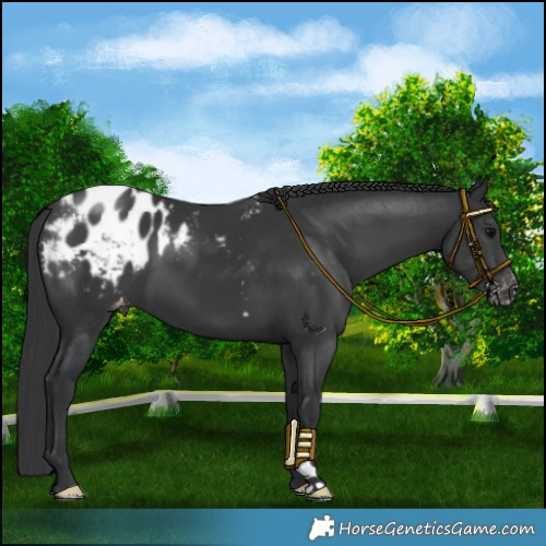 Horse Color:Black Blanket