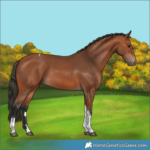 Horse Color:Bay Tobiano Rabicano 