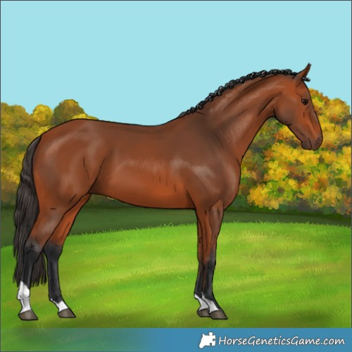 Horse Color:Bay Tobiano Rabicano 