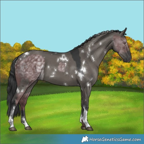 Horse Color:Chocolate Silver Black Chinchilla and White Spotted Grullo Tobiano